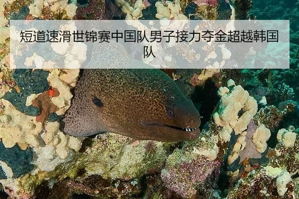 短道速滑世锦赛中国队男子接力夺金超越韩国队