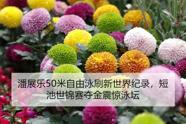 潘展乐50米自由泳刷新世界纪录，短池世锦赛夺金震惊泳坛